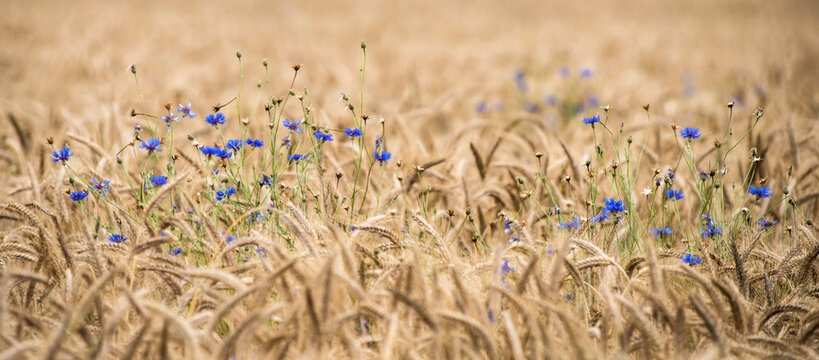 Bleuets dans les bl&eacute;s &agrave; Augisey, Jura, France