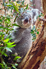 Koala ( Phascolarctos cinereus ).