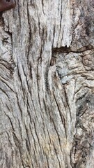 bark of tree