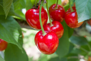 Cherries hanging on a cherry tree branch.