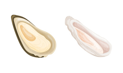 Oyster as Salt-water Bivalve Molluscs and Marine Delicacy Vector Set © Happypictures