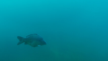Big carp swims in clear water