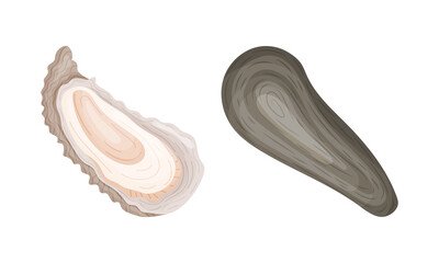 Oyster as Salt-water Bivalve Molluscs and Marine Delicacy Vector Set
