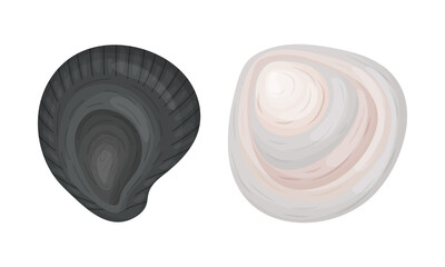 Oyster as Salt-water Bivalve Molluscs and Marine Delicacy Vector Set © Happypictures