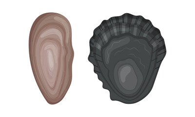 Oyster as Salt-water Bivalve Molluscs and Marine Delicacy Vector Set