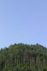 Obraz premium pine trees in the forest