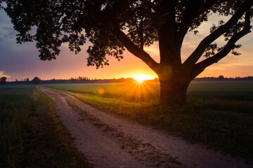 A summer sun rising behind a huge oak tree in the field. Tree silhouette against morning skies. Summertime scenery of Northern Europe.