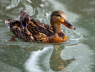 Portrait of a duck floating on the water