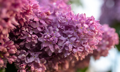 Beautiful lilac flowers in nature.