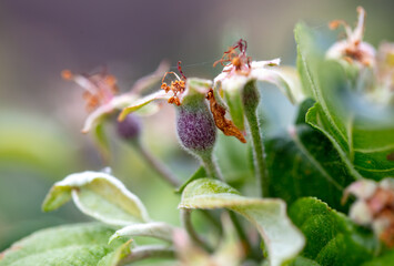Small apples on the tree in spring.