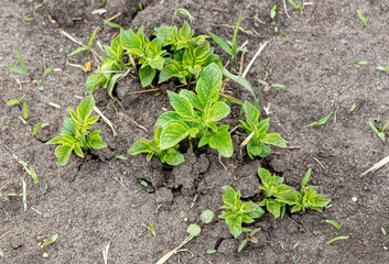 Potato leaves in the ground in spring.