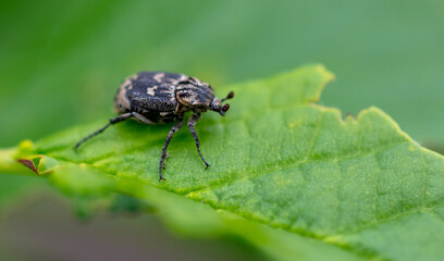 Close-up of a beetle on a green leaf.