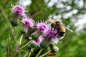 Hummel ( Bombus ) auf dem Blütenstand einer Eselsdistel ( Onopordum acanthium ).