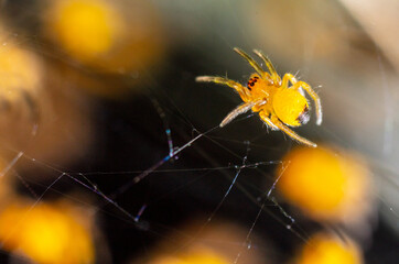 Close-up of a small yellow spider in nature.