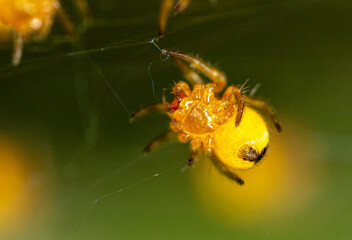 Close-up of a small yellow spider in nature.