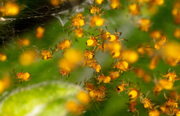 Close-up of small yellow spiders in nature.