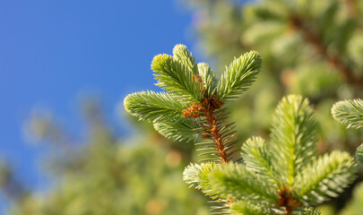 Green needles on coniferous branches