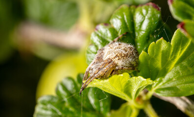 Close-up of a spider on a green leaf.