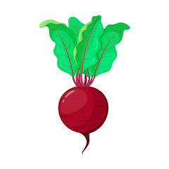 Ripe beetroot with leaves on a white background.