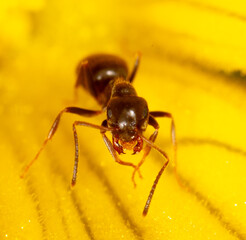 Close-up of an ant on a yellow flower in nature.