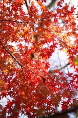 red maple leaves