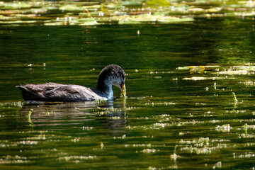 Eurasian coot (Fulica atra), is a member of the rail and crake bird family.
