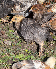 Chickens bask in the sun.