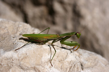 mante religieuse verte