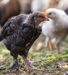 Portrait of a little chicken on the farm.