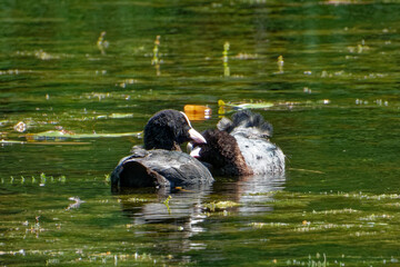 Eurasian coot (Fulica atra), is a member of the rail and crake bird family.