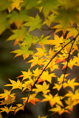 autumn leaves background