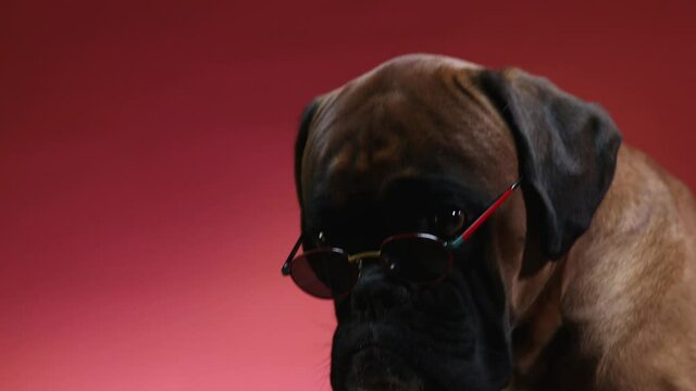 Portrait of boxer dog wearing sunglasses on dark background. Camera move as the dog is looking down.