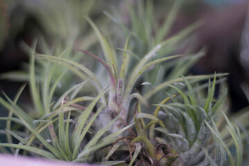 Naklejka na ściany i meble Beautiful blurred wallpaper cactus isolated blurred background, blurry image.