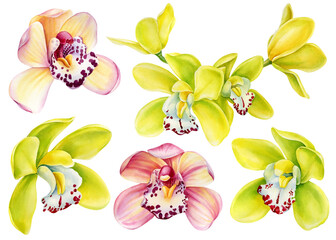 Orchids, Tropical pink and yellow flowers set, isolated background, watercolor botanical illustration, jungle flora © Hanna