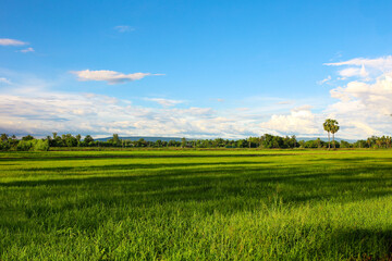 rice field in the morning