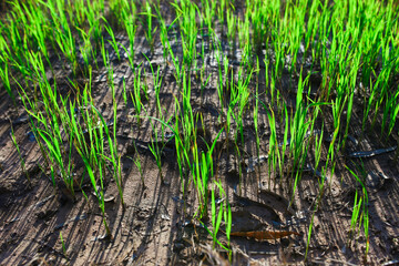 grass in the garden
