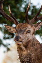 Red deer stags in the annual deer run in Bushy Park in London, UK