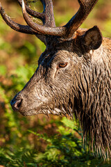 Red Deer covered in mud during the deer rut in London, UK