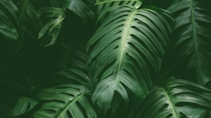 Naklejka na ściany i meble Tropical rainforest plant leaves in deep jungle for background, The Swiss cheese plant or Monstera deliciosa.