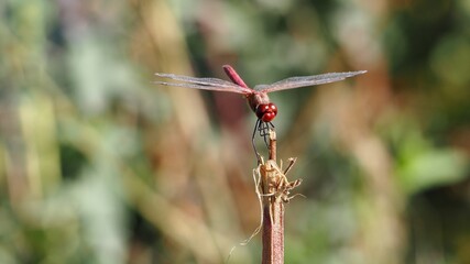 vista frontal de bonita lib&eacute;lula color rojo con las alas transparentes desplegadas en cruz, l&eacute;rida, espa&ntilde;a, europa