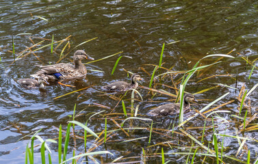 Mother duck with ducklings are swimming on the pond. Wildlife watching.