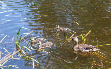 Mother duck with ducklings are swimming on the pond. Wildlife watching.