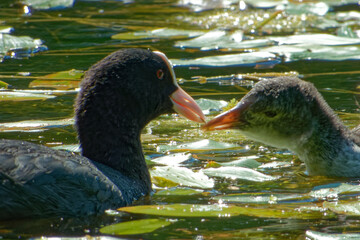 Eurasian coot (Fulica atra), is a member of the rail and crake bird family.