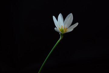 Delicate white Zephyranthes flower, also called fairy, rainflower, zephyr, magic and rain lilys. Close-up. Isolated on a black background.