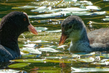 Eurasian coot (Fulica atra), is a member of the rail and crake bird family.