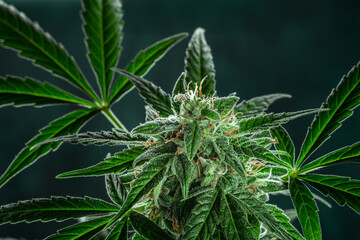 Cannabis plant, ready for harvest, on a dark background. Marijuana flowers with yellow stigmas and green leaves. Growing cannabis for medical purposes