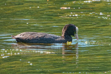 Eurasian coot (Fulica atra), is a member of the rail and crake bird family.