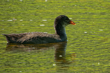 Eurasian coot (Fulica atra), is a member of the rail and crake bird family.
