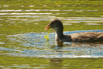 Eurasian coot (Fulica atra), is a member of the rail and crake bird family.