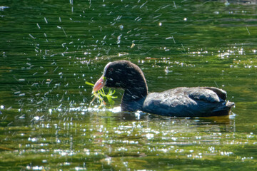 Eurasian coot (Fulica atra), is a member of the rail and crake bird family.